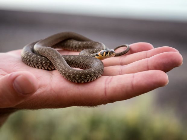 mano con sopra un serpente