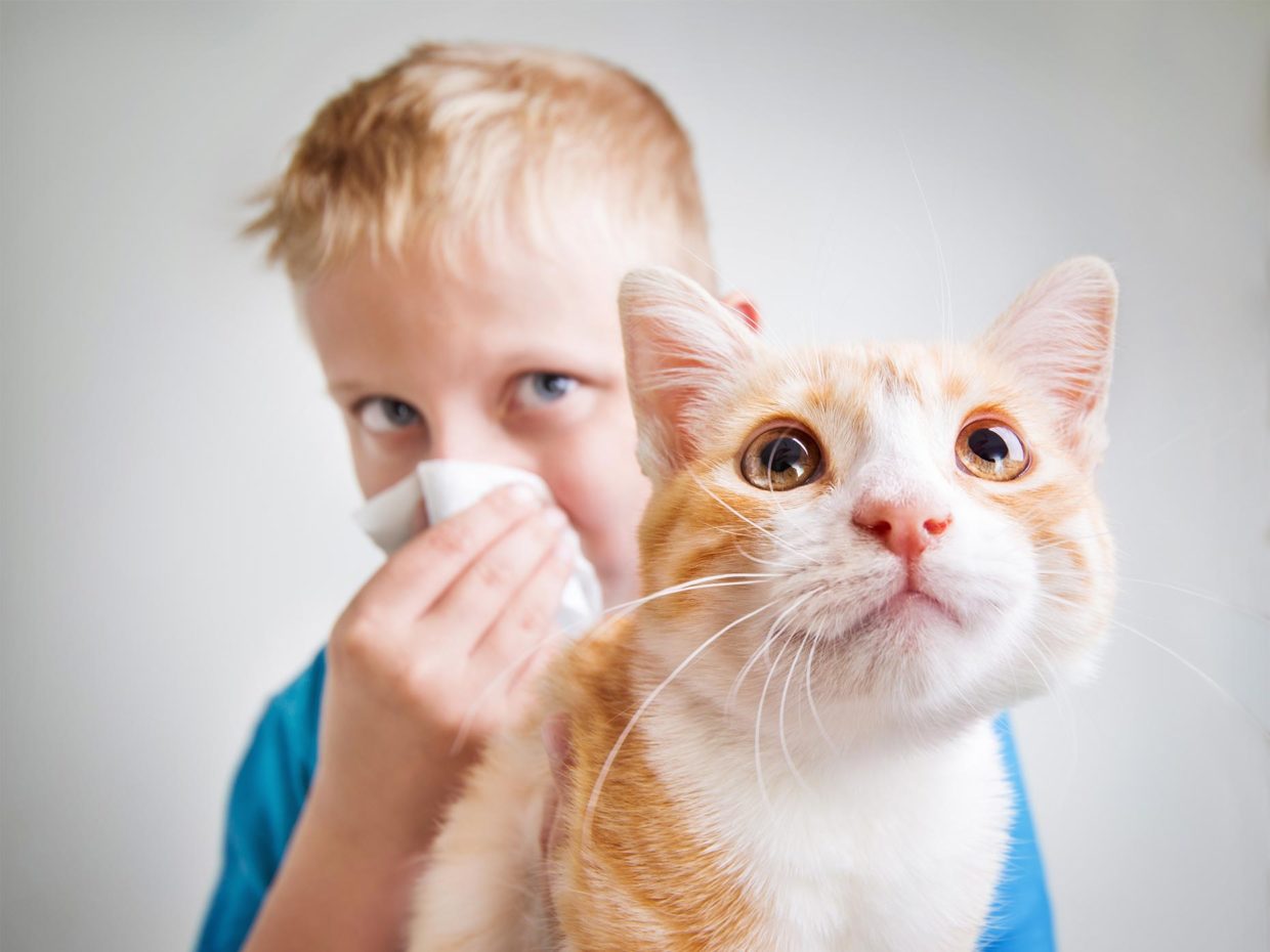 bambino allergico al gatto si soffia il naso